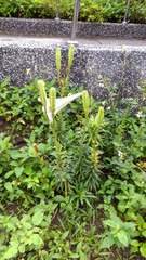 Lilium longiflorum