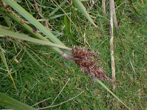 Image of Lepidosperma gladiatum by (c) ttsquid, some rights reserved (CC BY)