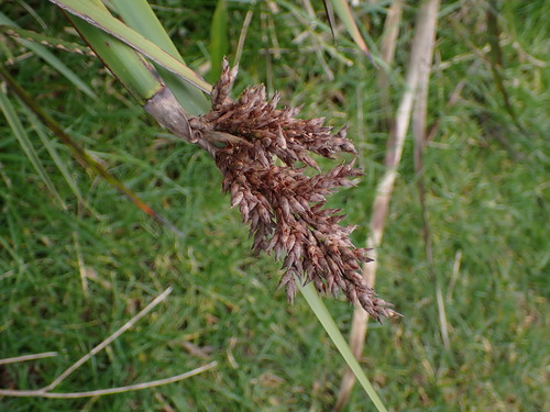 Image of Coast Sword-Sedge (Lepidosperma gladiatum) by (c) ttsquid, some rights reserved (CC BY)
