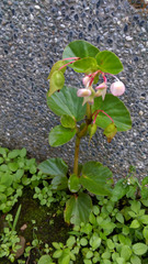 Begonia cucullata hookeri