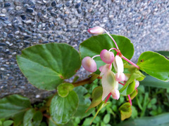 Begonia cucullata hookeri
