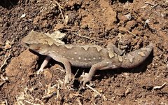 Diplodactylus vittatus