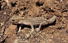 Diplodactylus vittatus