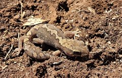 Diplodactylus vittatus