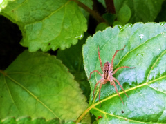 Pardosa pseudoannulata