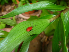 Lilioceris lilii
