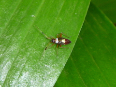 Closterotomus biclavatus