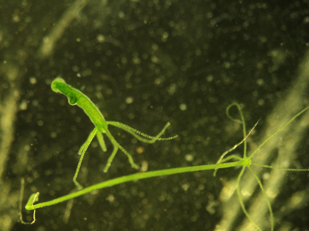 Green Hydra (Hydra viridissima) · iNaturalist