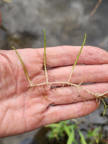 Slender watermilfoil (Myriophyllum tenellum)