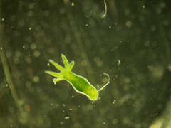 Hydra viridissima
