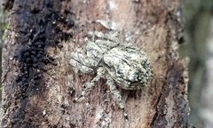 Stephanopis altifrons