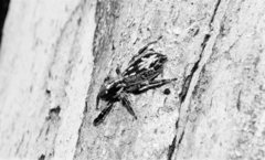 Holoplatys complanata