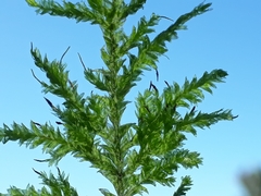 Trachyloma diversinerve