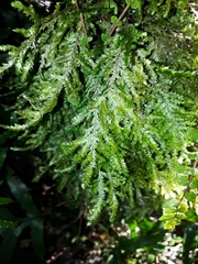 Trachyloma diversinerve