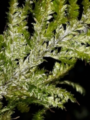 Trachyloma diversinerve