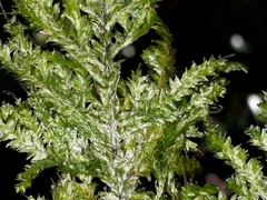 Trachyloma diversinerve