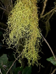 Papillaria flexicaulis