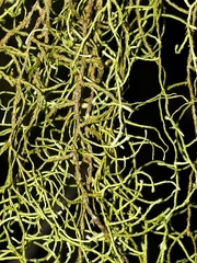 Papillaria flexicaulis