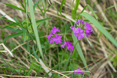 Primula cortusoides