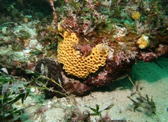 Holopsamma laminaefavosa