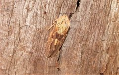 Stenocotis depressa