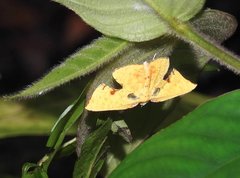 Corymica spatiosa