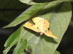Corymica spatiosa