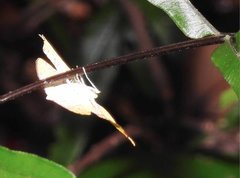 Corymica spatiosa