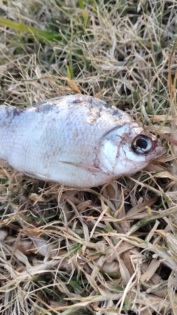 Curimatid (Psectrogaster curviventris) — Curimatidae