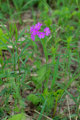 Primula cortusoides