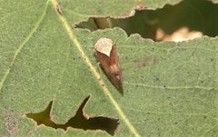 Brunotartessus fulvus