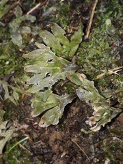 Symphyogyna hymenophyllum