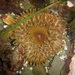 Pacific Stubby Rose Anemone - Photo (c) Robin Gwen Agarwal, some rights reserved (CC BY-NC), uploaded by Robin Gwen Agarwal
