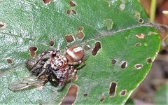 Opisthoncus alborufescens