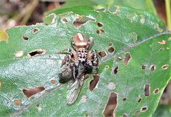 Opisthoncus alborufescens