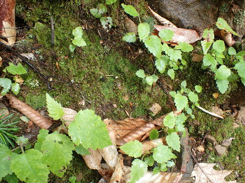 Image of Pogonatum pensilvanicum by no rights reserved