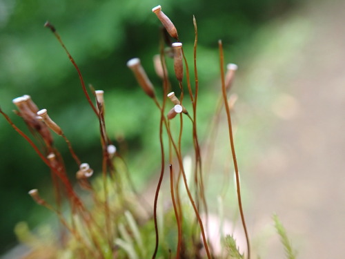 Image of Pogonatum pensilvanicum by no rights reserved