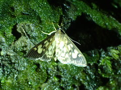 Syllepte taiwanalis