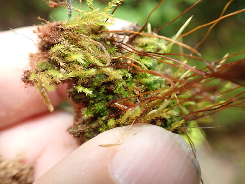 Image of Pogonatum pensilvanicum by no rights reserved