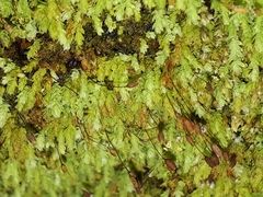 Hymenodon pilifer