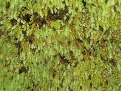 Hymenodon pilifer