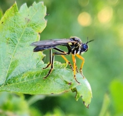 Dioctria rufipes
