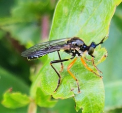 Dioctria rufipes