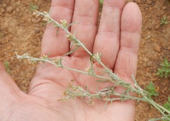 Gamochaeta falcata