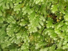 Catharomnion ciliatum