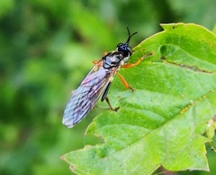 Dioctria rufipes