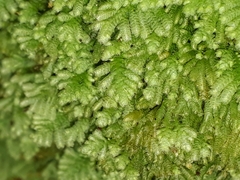 Catharomnion ciliatum