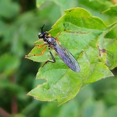Dioctria rufipes