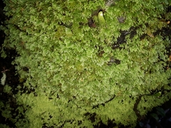 Catharomnion ciliatum