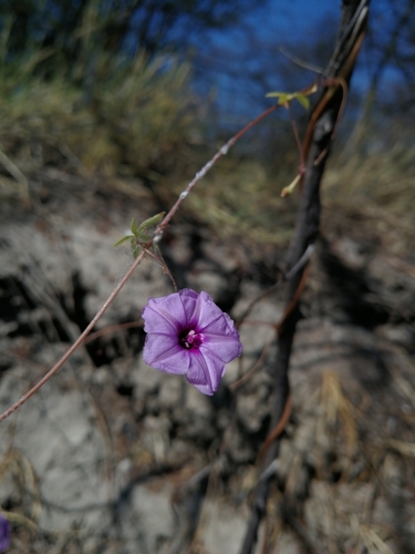 Ipomoea tenuipes